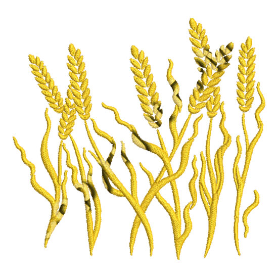 Wheat_EMB1625 Thumbnail