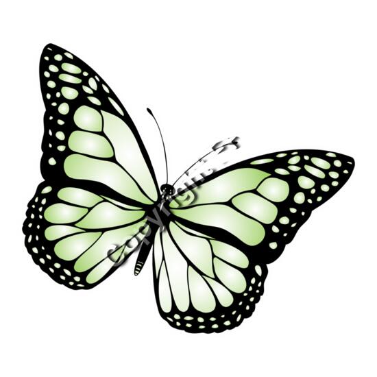 1024 Butterfly Thumbnail
