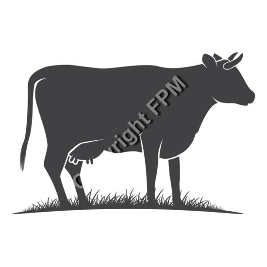 678 Cow Thumbnail