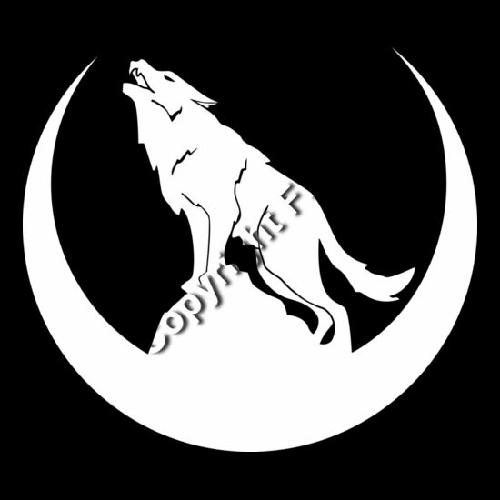 986 Coyote Thumbnail