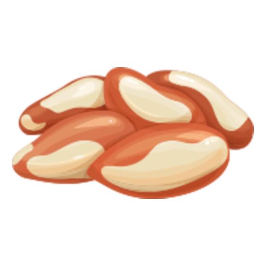 155 Brazil Nut Thumbnail