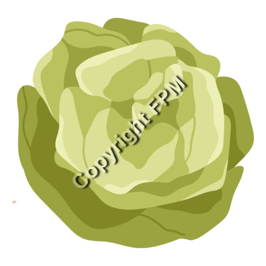 157 Lettuce Thumbnail