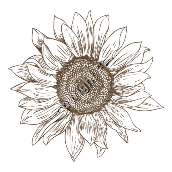 A1012 Sunflower Thumbnail
