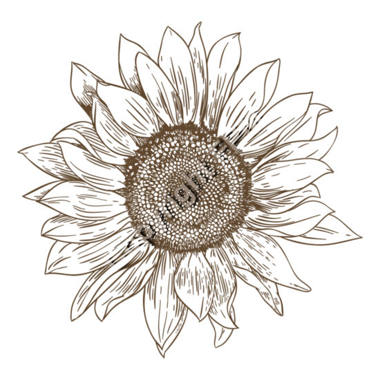 A1012 Sunflower Thumbnail