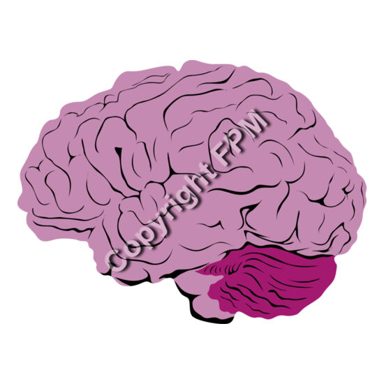 B1040 Brain Thumbnail