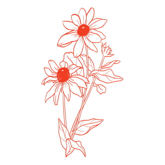 07 Daisies Thumbnail