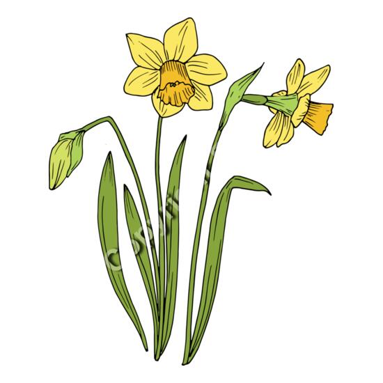 B6177 Daffodil Thumbnail