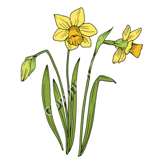 B6177 Daffodil Thumbnail