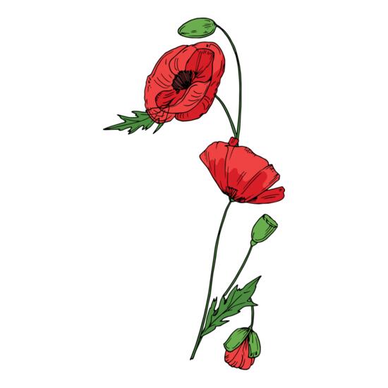 B6178 Poppies Thumbnail