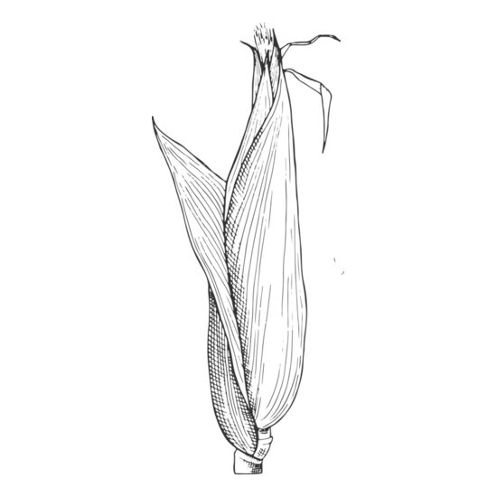 07987 Corn Thumbnail
