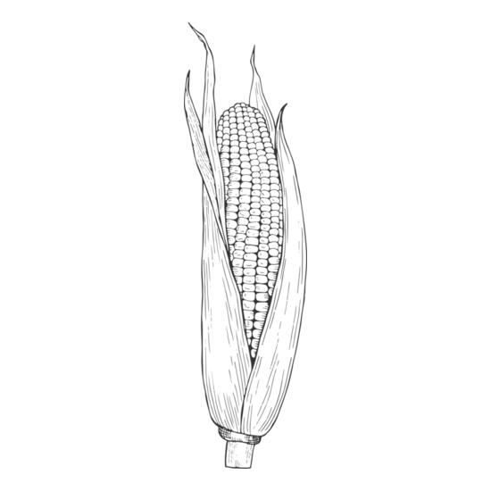 07988 Corn Thumbnail
