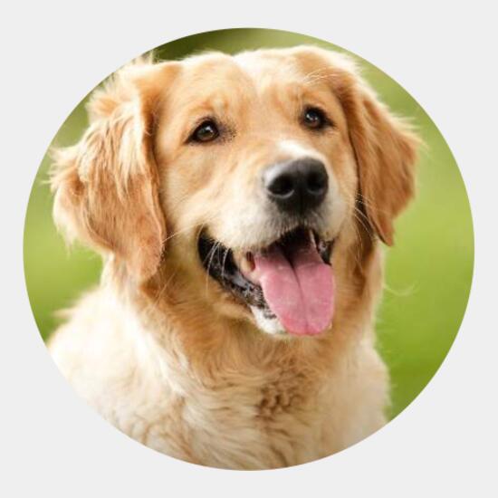 Dog Thumbnail